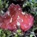 scorpionfish_leaf_ni_h_0049_pal0165.jpg